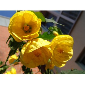 Абутилон Buttercup
