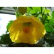 Абутилон Buttercup