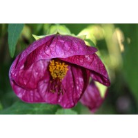 Абутилон LILAC WONDER