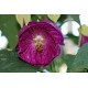 Абутилон LILAC WONDER