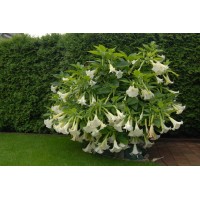 Бругмансия Suaveolens White