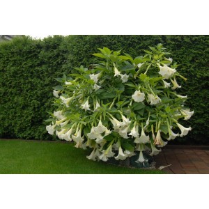 Бругмансия Suaveolens White