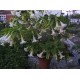 Бругмансия Suaveolens White