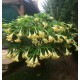 Бругмансия Suaveolens (лимонная)