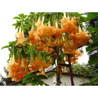 Бругмансия   Orangy