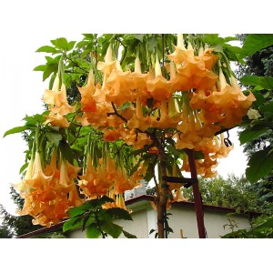 Бругмансия   Orangy 