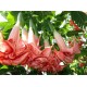 Бругмансия  PINK PERFEKTION 