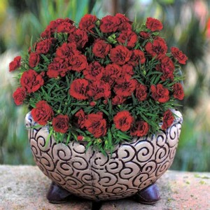 Гвоздика бордовая Roselly Red