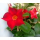 Дипладения sundaville Red