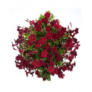  Дипладения sundaville Beauty-Burgundy
