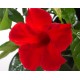 Дипладения Cosmos  Carmine Red