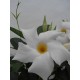 Дипладения sundaville Cosmos White