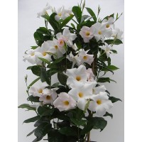 Дипладения sundaville Cosmos White
