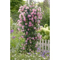 Дипладения Cream Pink