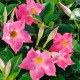 Дипладения Diamantina Jade Rose