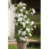  Дипладения sundaville Giant Pure White