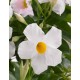  Дипладения sundaville Grand-White