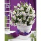  Дипладения sundaville Grand-White