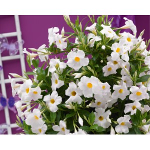  Дипладения sundaville Grand-White