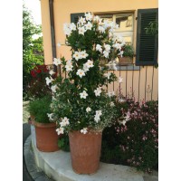 Дипдадения  Diamantina Jade White