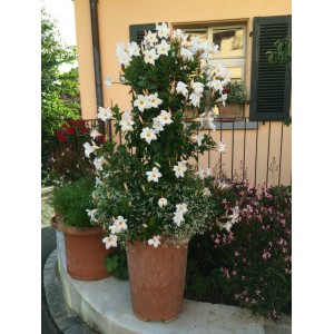Дипдадения  Diamantina Jade White