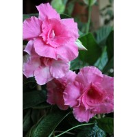  Дипладения  mandevilla Pink Parfait