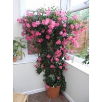  Дипладения sundaville Rose