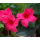  Дипладения sundaville Pink