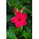  Дипладения sundaville Pink