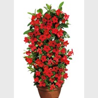 Дипладения sundaville Red