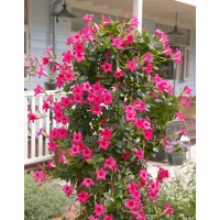  Дипладения sundaville Pink