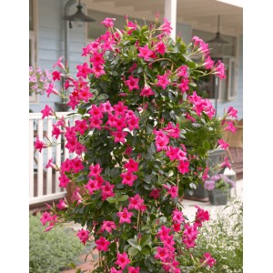  Дипладения sundaville Pink