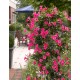  Дипладения sundaville Pink