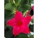  Дипладения sundaville Pink