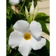 Дипладения sundaville White