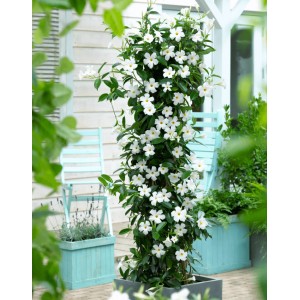 Дипладения sundaville White