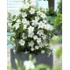 Дипладения sundaville White