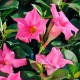 Дипладения  Diamantina Jade Pink
