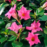 Дипладения  Diamantina Jade Pink
