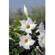 Дипдадения  Diamantina Jade White