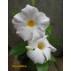 Дипладения sundaville Cosmos White