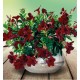 Дипладения Diamantina Jade Grenat