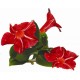 Дипладения  Sundaville Red Star