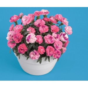 Гвоздика Roselly Pink