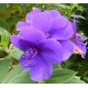 Тибухина Tibouchina urvilleana