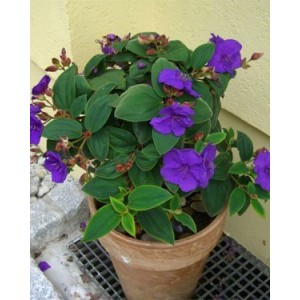 Тибухина Tibouchina urvilleana
