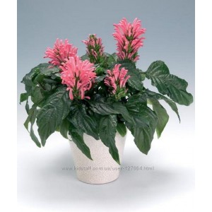 Якобиния carnea