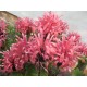 Якобиния carnea