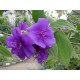 Тибухина Tibouchina urvilleana