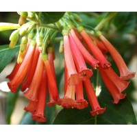 Иохрома Acnistus Orange - Rot 